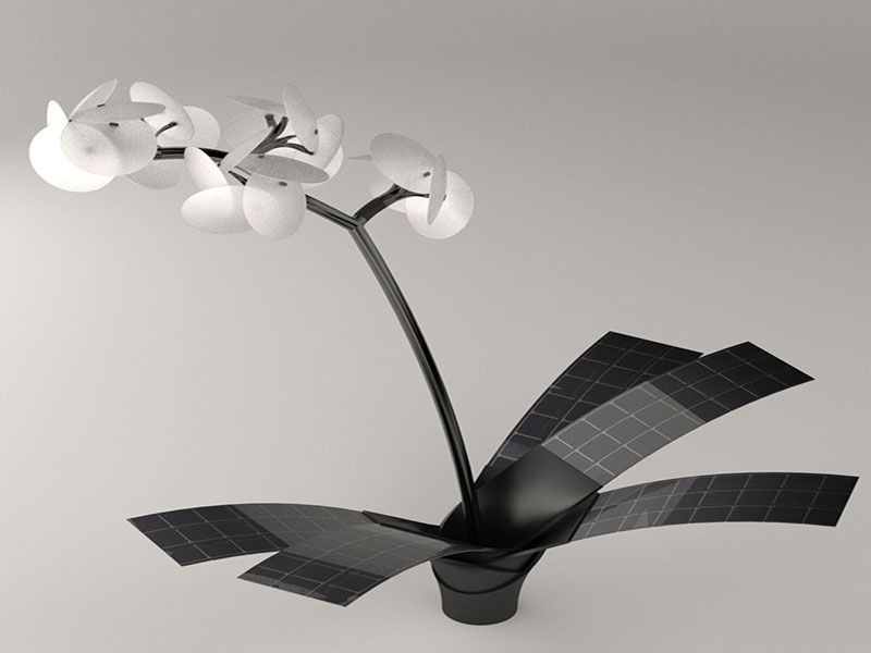 orchidea che si illumina