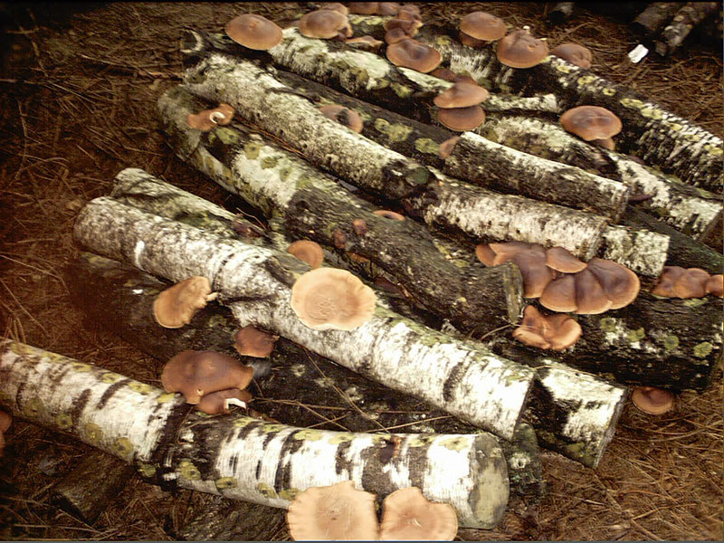 shiitake-mushrooms